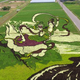 Illustration for article titled Don't Worry, Japanese Rice Paddy Art Is Still Incredible